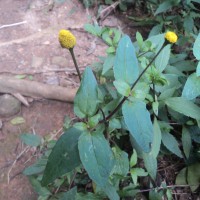 <i>Acmella paniculata</i>  (Wall. ex DC.) R.K.Jansen